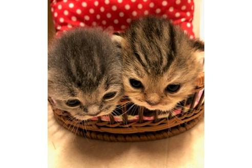 成約済の大阪府のマンチカン-6498の2枚目